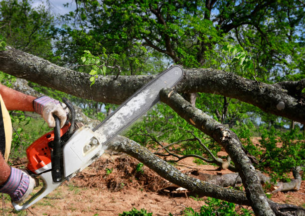 Best Tree Stump Removal  in Osceola, WI